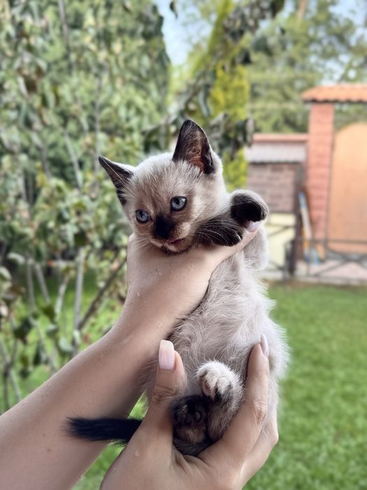 котята ,отдадим в хорошие руки