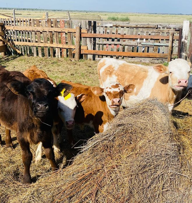 Продам бычков разных возрастов
