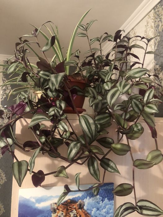 Традесканция,Комнатные цветы