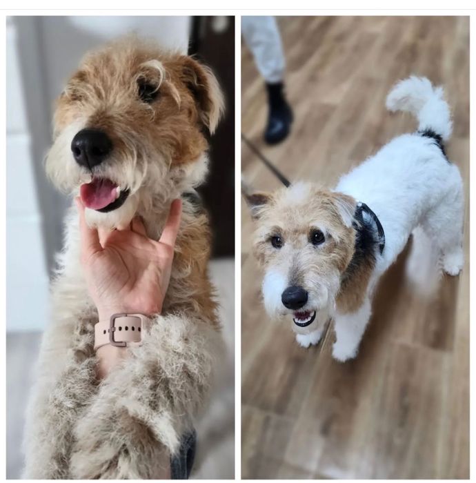 DONEZ Pui catel | Mama - fox terrier