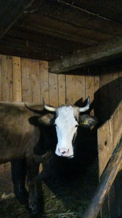 Vaca bruna de vânzare , SUCEAVA