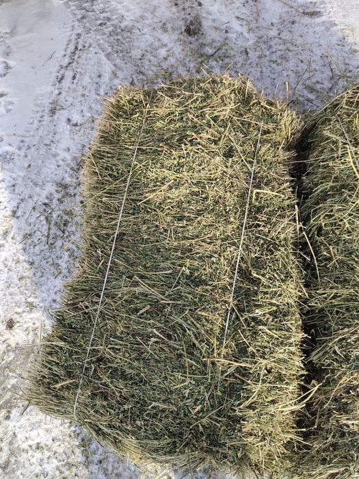 Жонышка Клевер люцерны