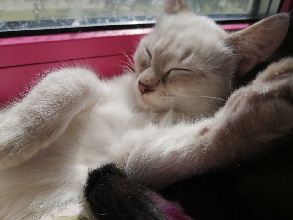 Тайский котенок – окрас Silver Point