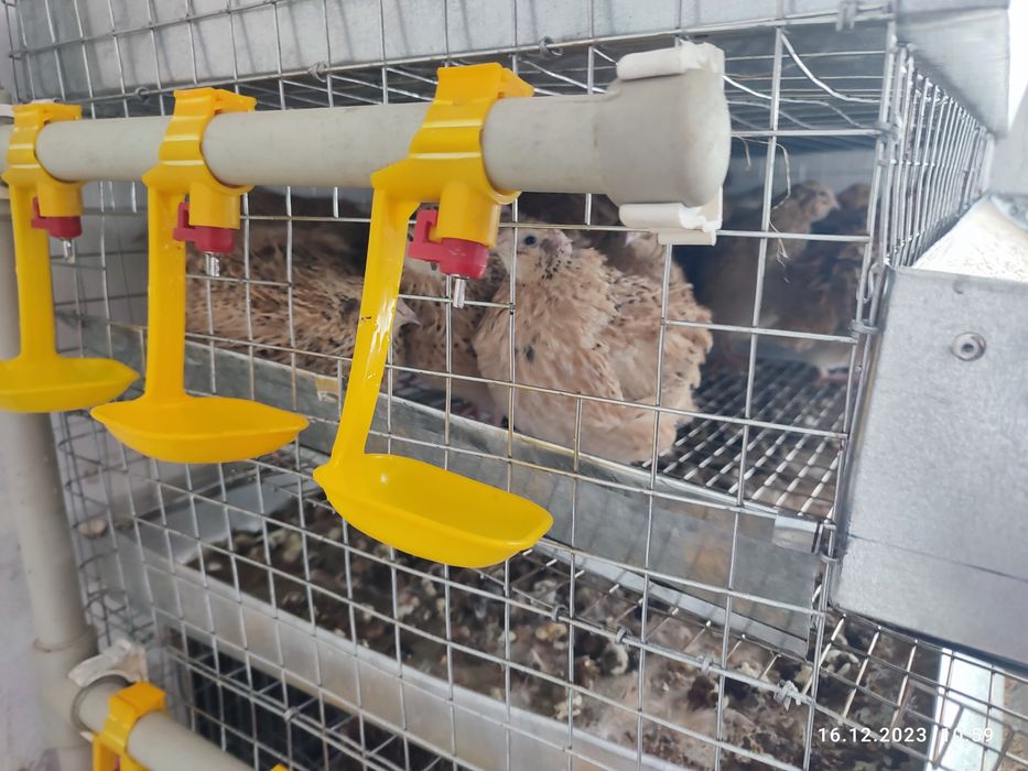 Перепела, Мини ферма.