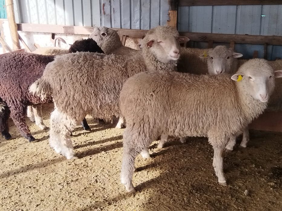 Токты,Кой,Бараны,овцы