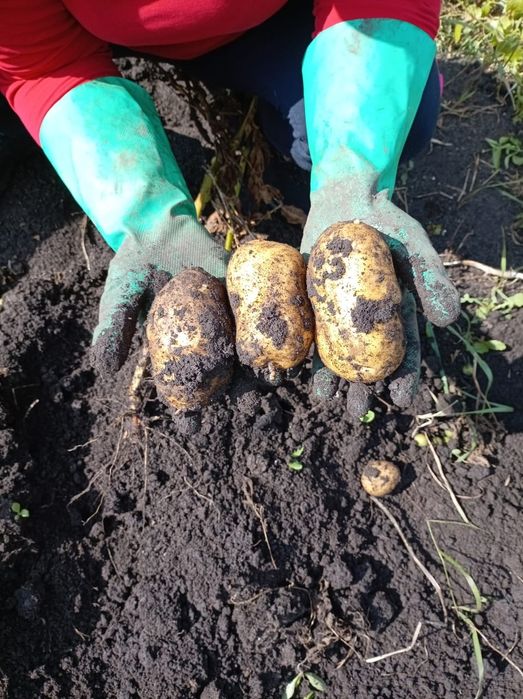 Дача на 19 маршруте