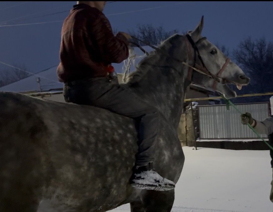 Продам Коня Орловец рост 1,75