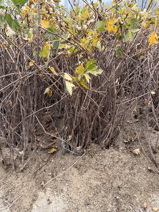 Zmeura,Mur,Afin ,Coacaz,aronia,agris