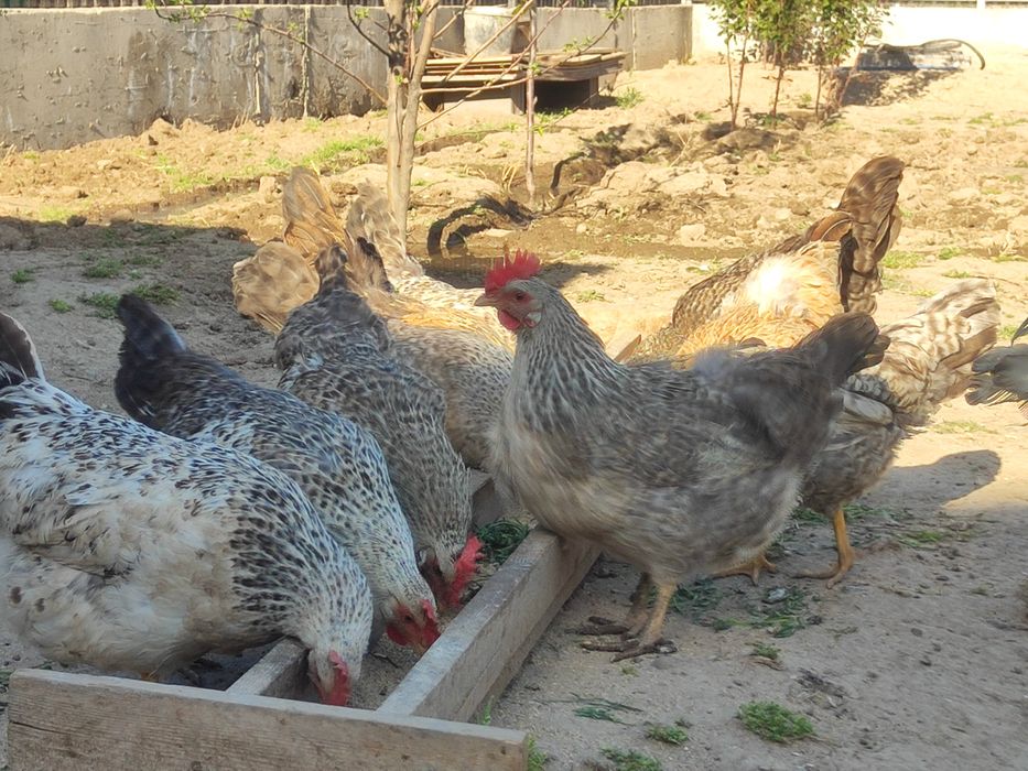 Тауыктар сатылады срочно