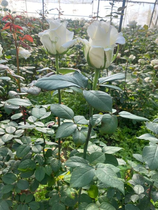 Issixona biznesi bo'yicha Atirgul ko'chatllari sotamiz