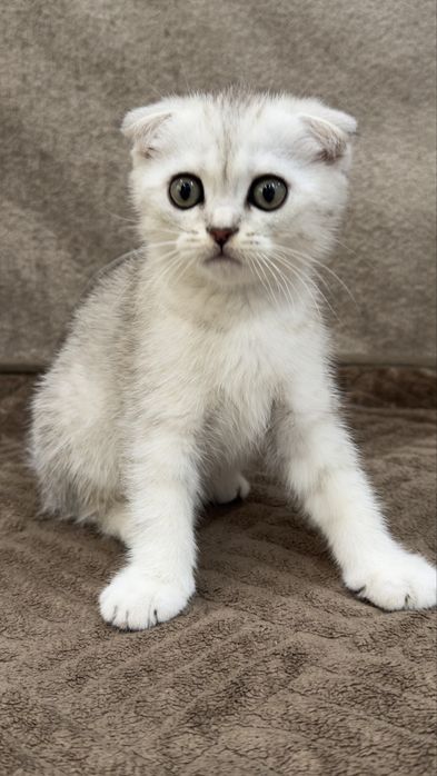Породистые котята