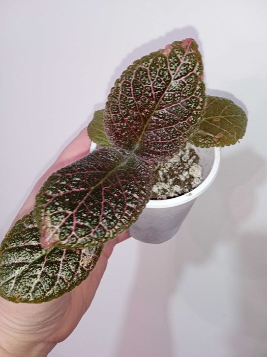 Продам эписции...