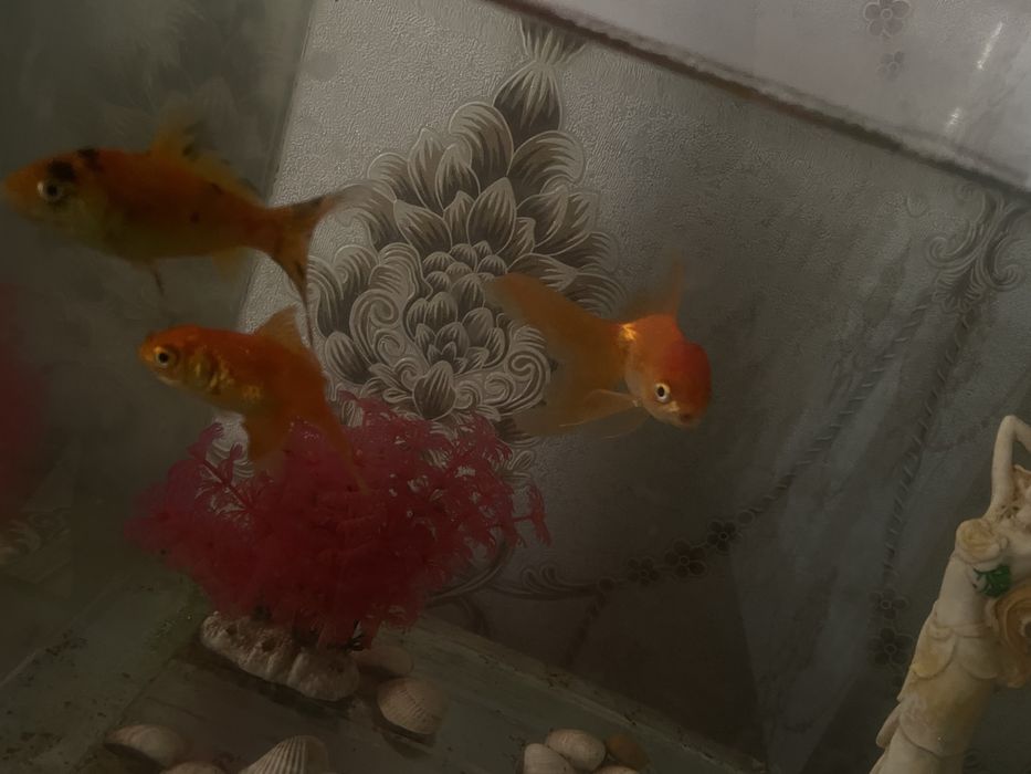 Аквариум 60литр