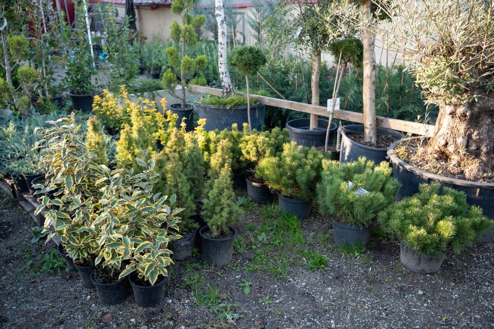 Plante ornamentale / ierburi decorative / gard viu veșnic verde: Cupressus  Arizonica, Leylandii, Prunus, photinia/Conifere