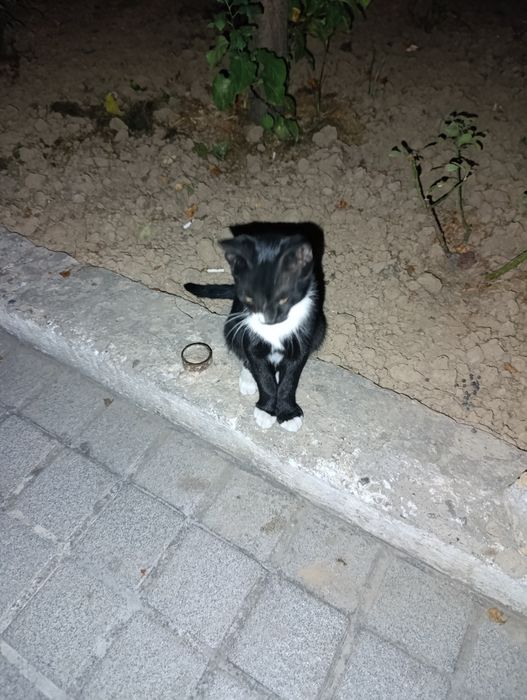 Отдам одного или двух котят бесплатно в добрые руки