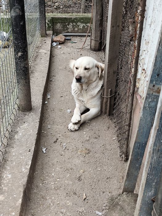 Donez pereche Labrador