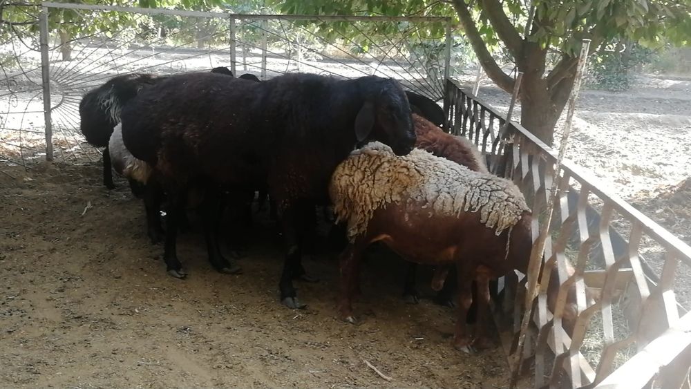 Катта кучкор насилликга буйи  1 метрдан баланд зоти тоза