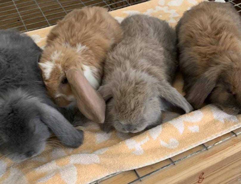 Iepure berbec german Si California