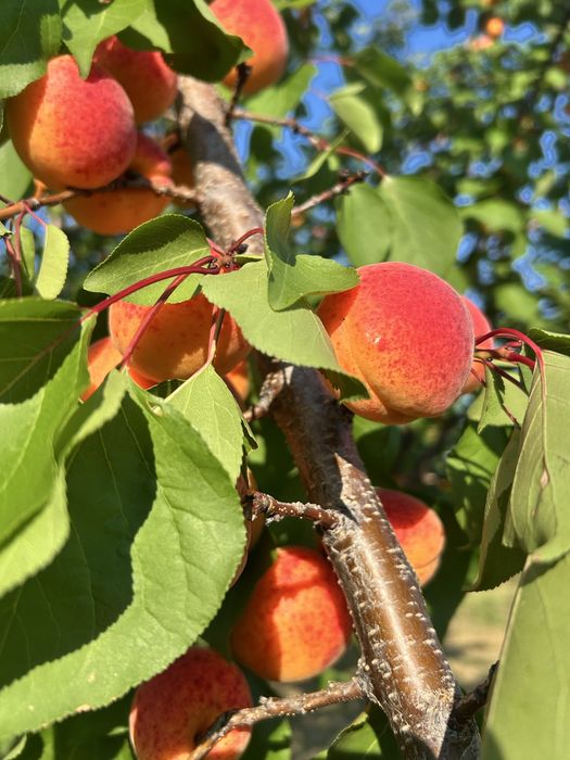 Caise pentru țuică – bine coapte și foarte aromate