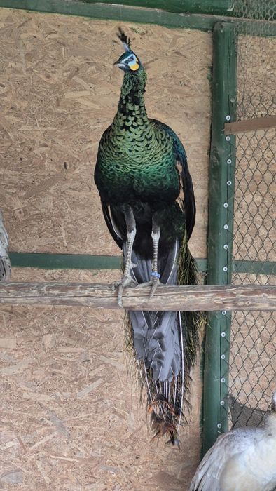 Se vinde pereche matură de păuni M -Muticus și F UN : 3400lei