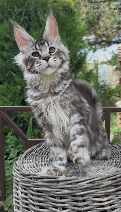 шикарные котята мейн-куны