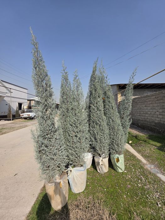 Arizonskiy Kiparis Italiyaniki