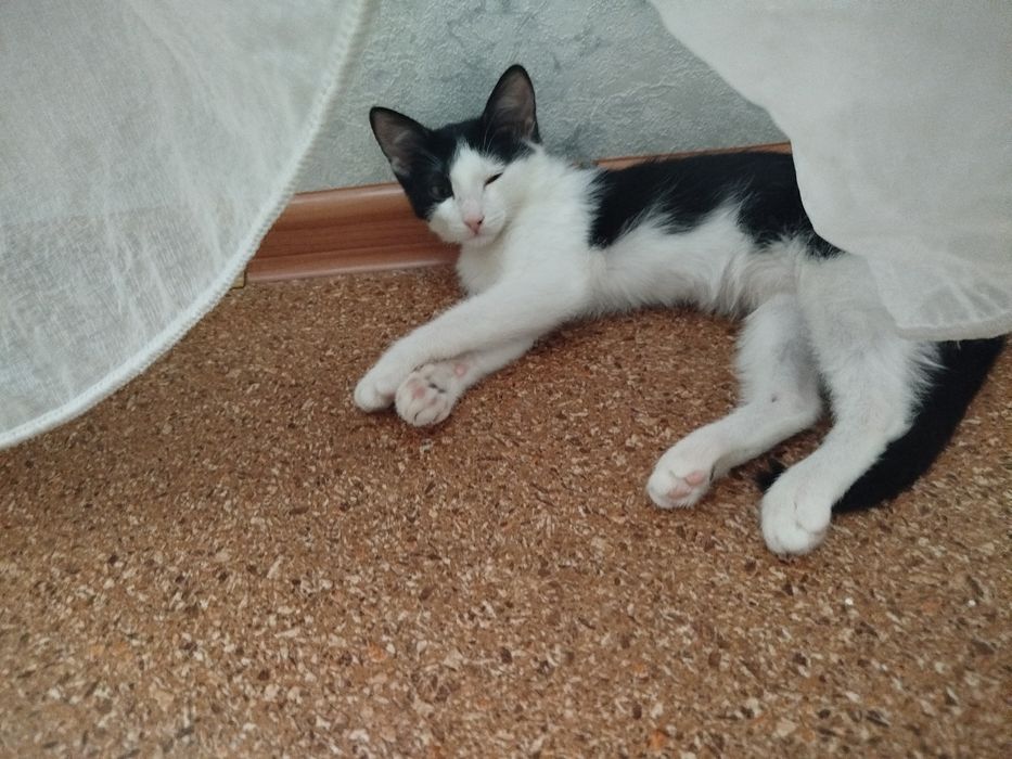 Мысык Кыз мысык тегин беремин