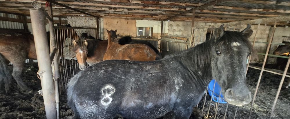 Продам лошадей 10 шт