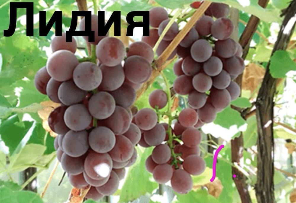 Саженцы винограда