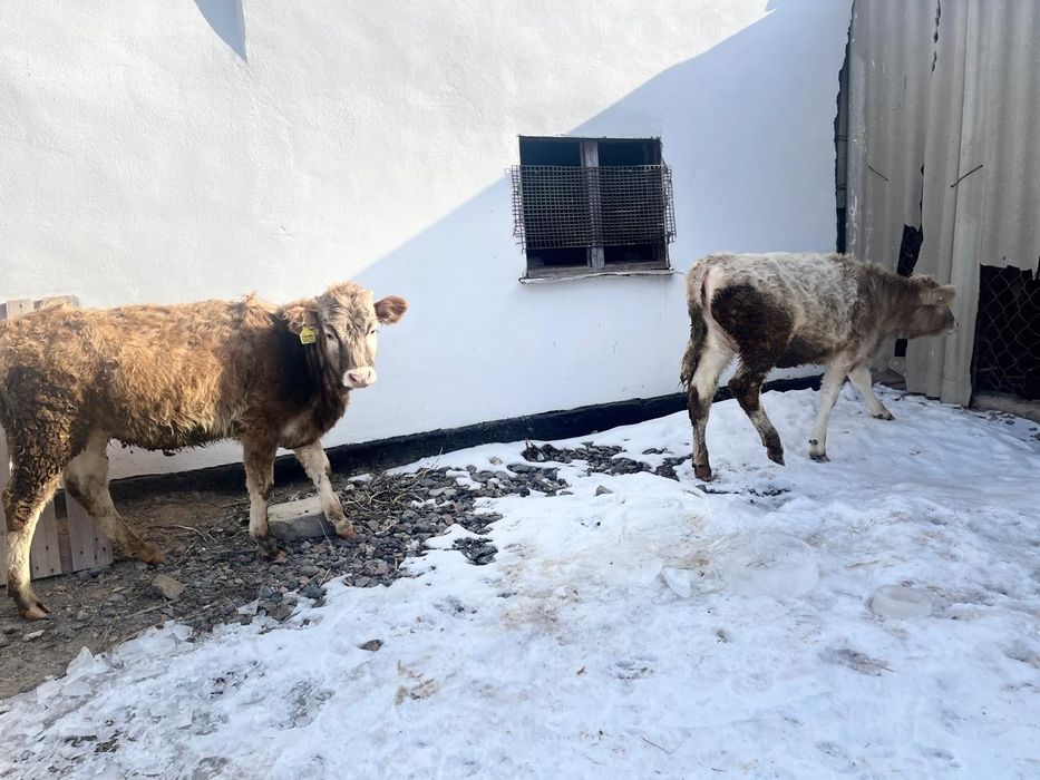 Тайынша он айлық