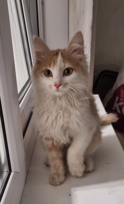 Отдадим котенка в хорошие руки