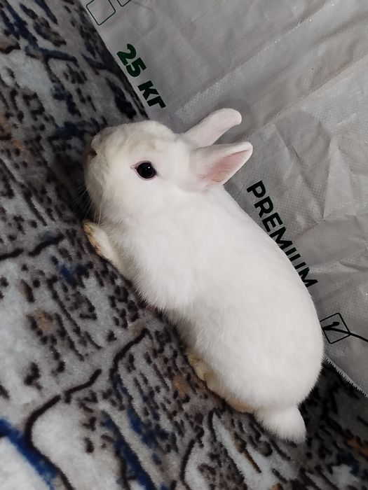 Карликовые кролики карлик куёнчалар