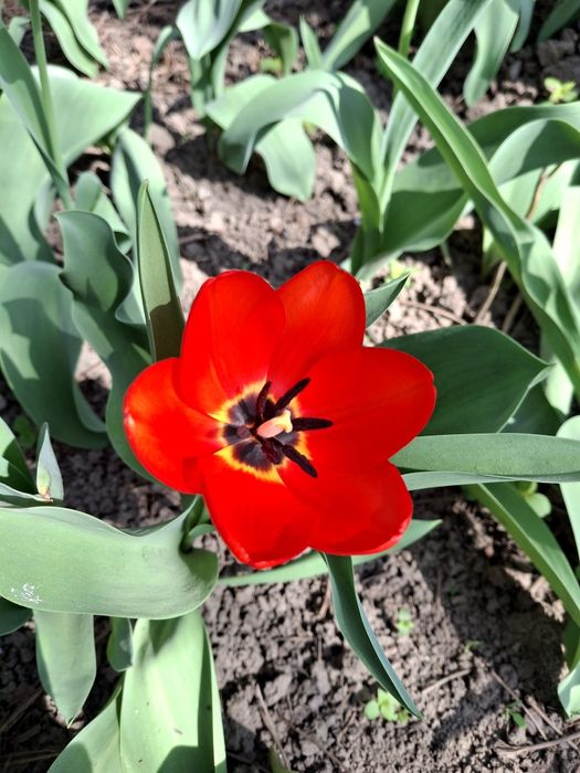 Луковицы тюльпанов. Голландские сорта.