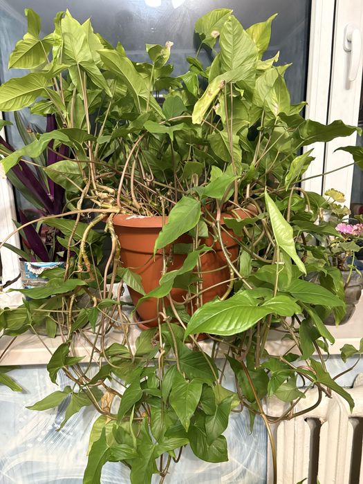 Комнатные растения