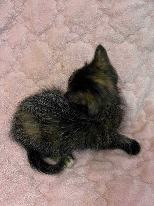 Отдам котят в хорошие руки!