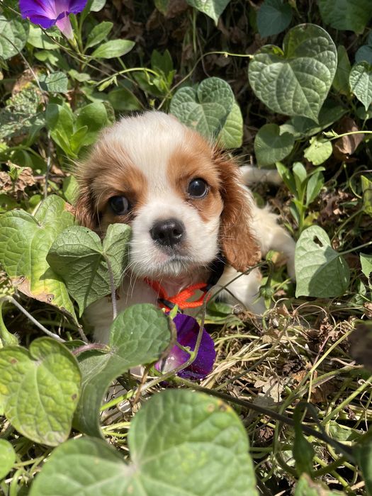 Кавалерчик спаниельчик
