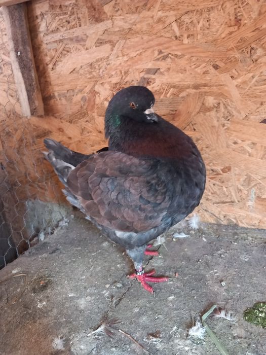 Porumbei kingi linia noua