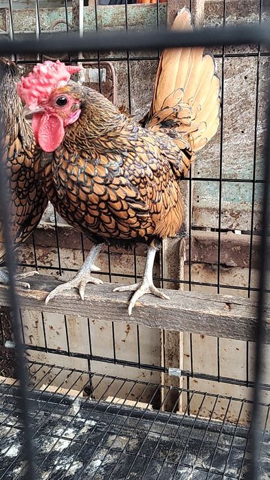 Vând familie sebrig