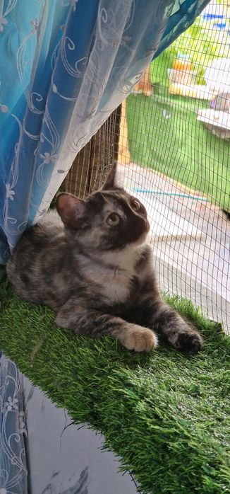 Отдам котёнка 3 месяца