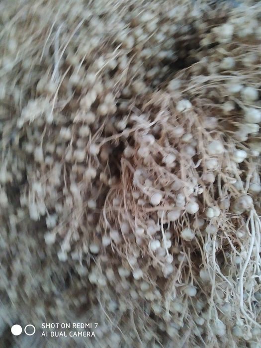 Исирик хазор Сувон сотилади