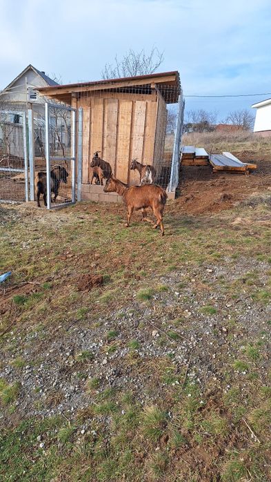 Capra Alpina Franceza, gestanta, la a doua fatare