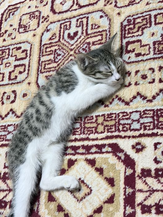 Отдам в хорошие руки!