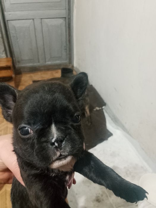 Французский бульдог