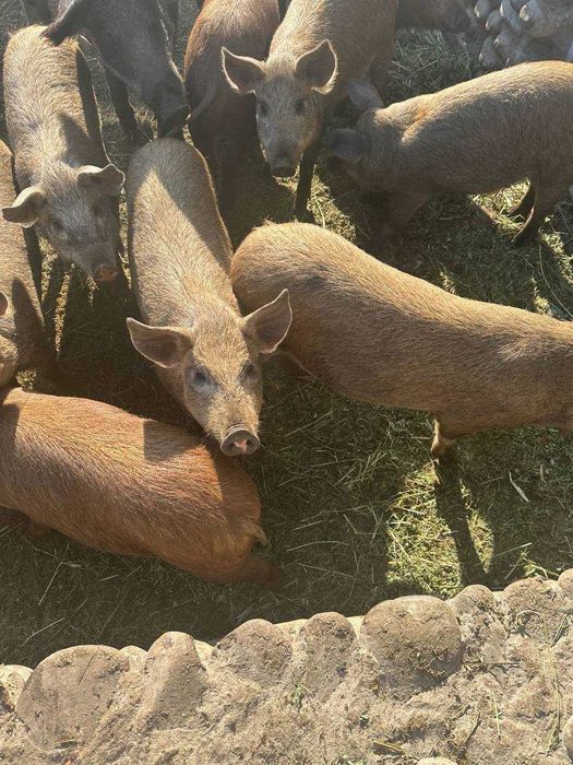 Свиньи 4 месяца.