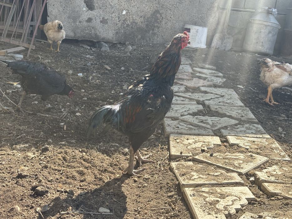 Дакан кораз дакан