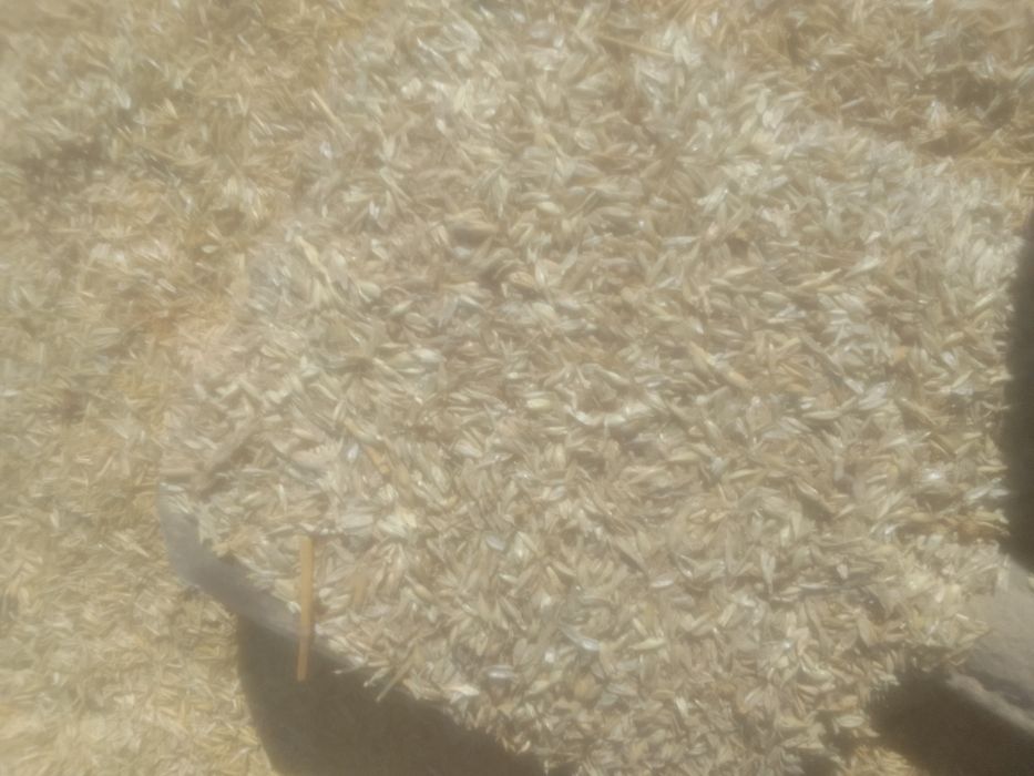 Зерноотходы Овес с мучкой Полова