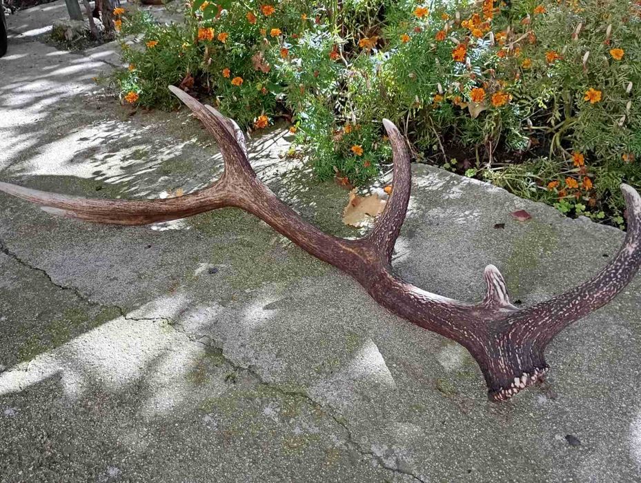 Еленови рога чифт от Средна гора