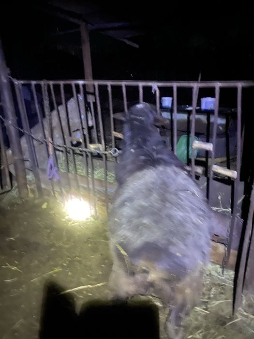 Пррдам барана  самца 4года.