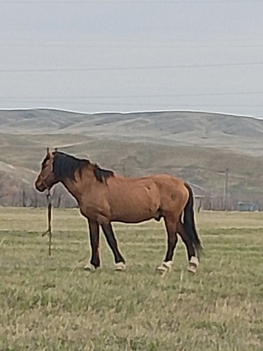 Тай тай ұрғашы еркек