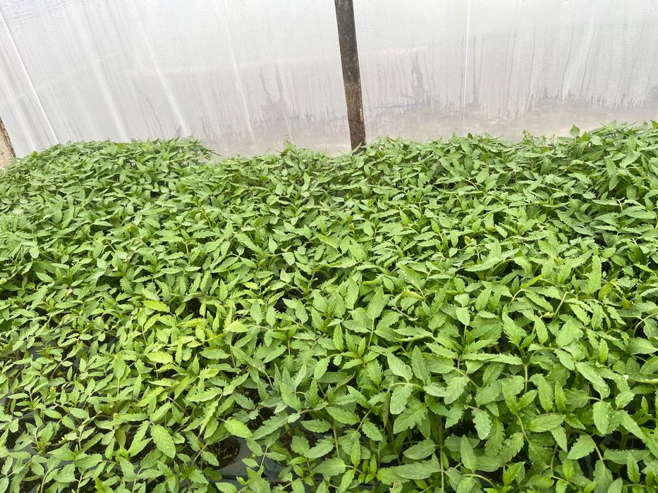 Răsaduri de legume profesionale